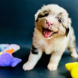 Jasper - Blue merle male Miniature Australian Shepherd puppy in Luling, Texas from Little Wood Toy and Mini Aussies