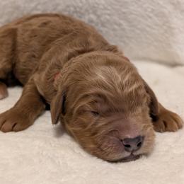 Red - Red  male Goldendoodle puppy in Midland, North Carolina from Alger Farm, LLC