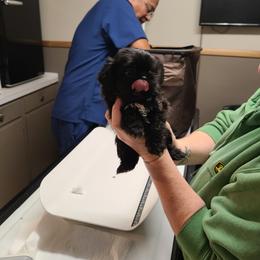 Shih Tzu Puppies from Tammy's Shihtzu Shack