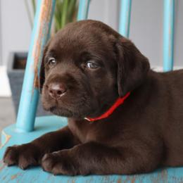 Ivy - Chocolate female Labrador Retriever puppy in Camden, Indiana from Camden's Caring Canines