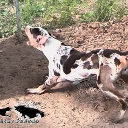 Sibby - Catahoula Leopard Dog