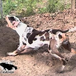 Sibby - Catahoula Leopard Dog