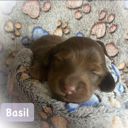 Dachshund Puppies from The Weenery