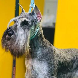 Frida Kahlo - Miniature Schnauzer