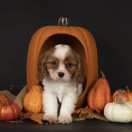Samuel - Blenheim male Cavalier King Charles Spaniel puppy in Katy, Texas from Katy Cavaliers