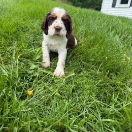 Twill - Liver white and tan male English Springer Spaniel puppy in Derby, Vermont from Ledge N' Tree English Springer Spaniels