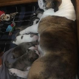 Bulldog Puppies from Kokopelli Bulldogs