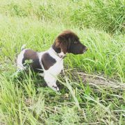 Kleine Munsterlander Puppies from Gould Hunting Dogs