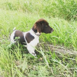 Kleine Munsterlander Puppies from Gould Hunting Dogs