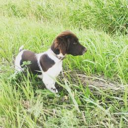 Kleine Munsterlander Puppies from Gould Hunting Dogs