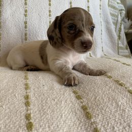 Dachshund Puppies from Destiny's Dachshunds
