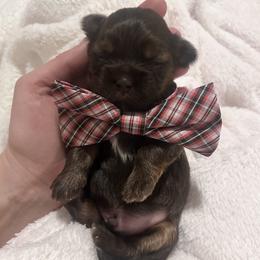Brownie - Gold male Shihpoo puppy in Denver, Colorado from Angel babies
