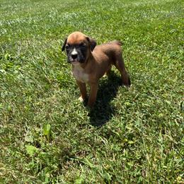 Jax - Fawn male Boxer puppy in Louisville, Kentucky from Nelson’s Fancy Frenchies and Bulldogs