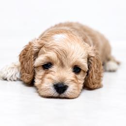 Bones - Buff and white male Cockapoo puppy in Ville Platte, Louisiana from The Barkery