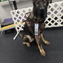 German Shepherds from Alten Kreigern GSD