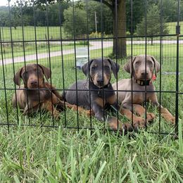 Doberman Pinscher Puppies from Ranchers Companion Doberman Kennel