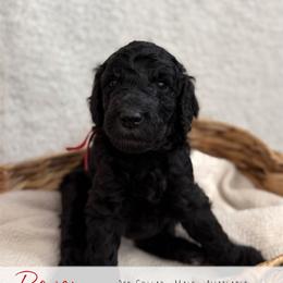 Red Boy - Black male Goldendoodle puppy in Carthage, Tennessee from Willows Doodles