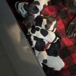 German Shorthaired Pointer and Russell Terrier Puppies from Charnobragan Acres