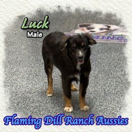 Luck - Black tri male Toy Australian Shepherd puppy in Forestburg, Texas from Flaming Dill Ranch Aussies