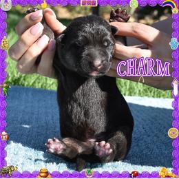CHARM - Black and tan female German Shepherd puppy in Murrieta, California from Diamond Oaks German Shepherds