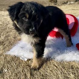 Comet - Black tri-color female Australian Shepherd puppy in West Union, Iowa from Boundless Hearts Australian Shepherds LLC