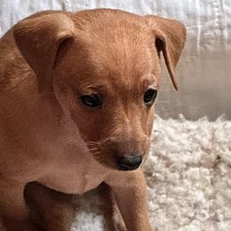Not decided - Red male Miniature Pinscher puppy in Eagle Creek, Oregon from Peacock Miniature Pinschers