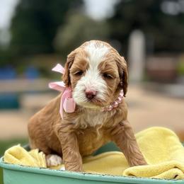 Violet - Apricot female Australian Labradoodle puppy in Citrus Heights, California from Elite Blend Labradoodles