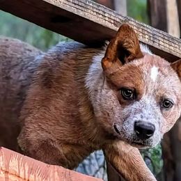 Australian Cattle Dogs from Copper Rock Australian Cattle Dogs