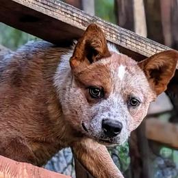 Australian Cattle Dogs from Copper Rock Australian Cattle Dogs
