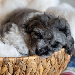 Woody - Merle male Schnoodle puppy in Grove, Oklahoma from Grand Lake Poodles & Doodles