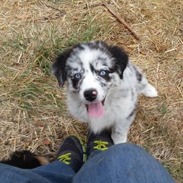 Australian Shepherd Puppies from Sassy Australian Shepherds