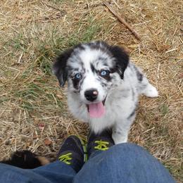 Australian Shepherd Puppies from Sassy Australian Shepherds