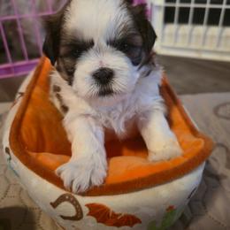 Niki - Tricolor female Shih Tzu puppy in Filer, Idaho from Shih Tzu Kennels