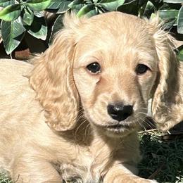 Prince Charles - Cream male Dachshund puppy in Splendora, Texas from Ram’s Kennels