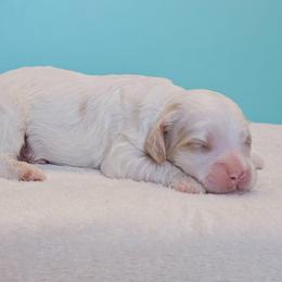 Neptune - Red and white male Cockapoo puppy in Louisburg, North Carolina from Raven Oak's Shepherds & Dachshunds