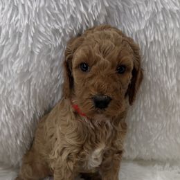Poodle Puppies from Ritzy Red Poodles