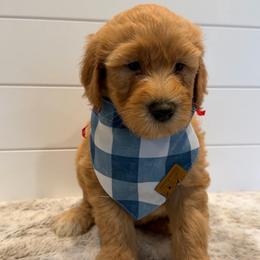 Red Collar Boy - Red  male Goldendoodle puppy in San Augustine, Texas from Vintage Doodles