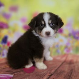 Girl 3 - Red tri-color female Australian Shepherd puppy in Lakeland, Florida from Diamond P Australian Shepherds