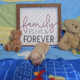 Blue - Golden male Golden Retriever puppy in Webster City, Iowa from Whispering Pines Precious Puppies