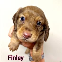Finley - Chocolate and tan female Dachshund puppy in Quitman, Mississippi from S-and-A Kennels