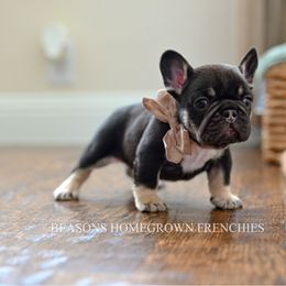 Jet tiny male - Black and tan male French Bulldog puppy in Blue Ridge, Texas from Beason’s HomeGrown Frenchies
