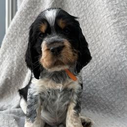 Boy 6 - male English Springer Spaniel puppy in Fort Collins, Colorado from Indy Star Springers