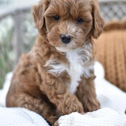 Baxter - Apricot male Goldendoodle puppy in Berlin, Ohio from Doodle Babys