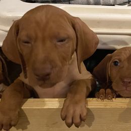 Vizsla Puppies from Carlson Vizslas