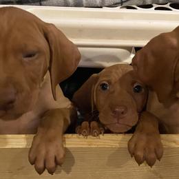 Vizsla Puppies from Carlson Vizslas