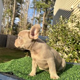 French Bulldog Puppies from Melvin Hodges