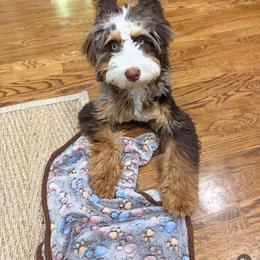 Bernedoodle and Goldendoodle All Grown Up from Teddy Puppies