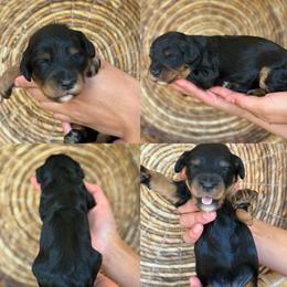 Lacey - Tri-color female Cavapoo puppy in Yuciapa, California from AlltheDoodlez_