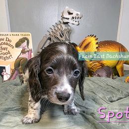 Spot - AKC - Piebald female Dachshund puppy in Selma, North Carolina from Facin East Dachshunds