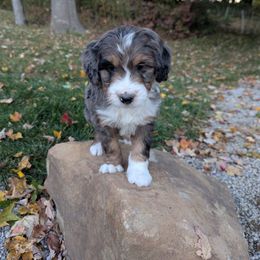 Max - Blue merle male Bernedoodle puppy in Beach City, Ohio from Blue Cloud Doodles